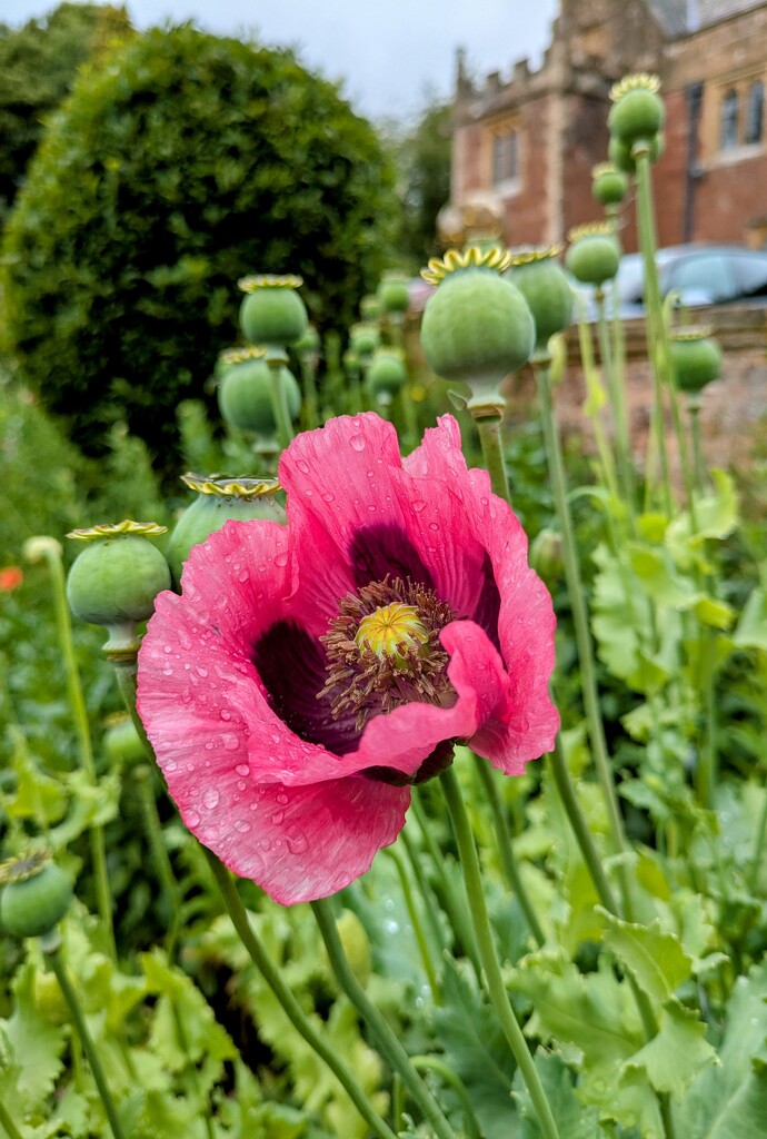 Halsway poppy  by boxplayer