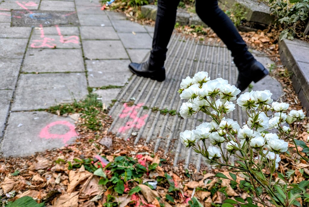Urban wild  by boxplayer