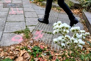 8th Jun 2025 - Urban wild 