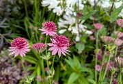 9th Jun 2025 - Burford astrantia 