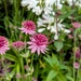 Burford astrantia 