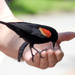 Red-winged Blackbird