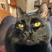 The eyes