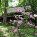 Rhododendron