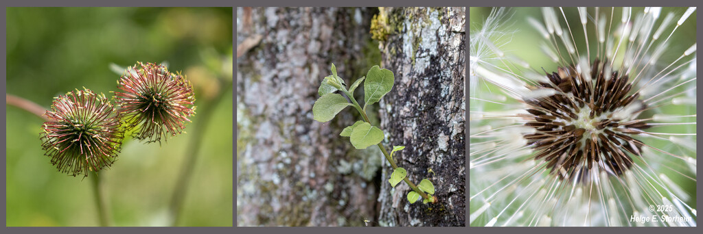 Natur triptych by helstor365
