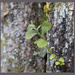 Natur triptych