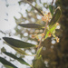 Young olives, just pollinated