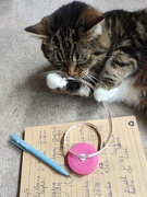 10th Jun 2025 - My Little Helper