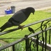 Wild Birds