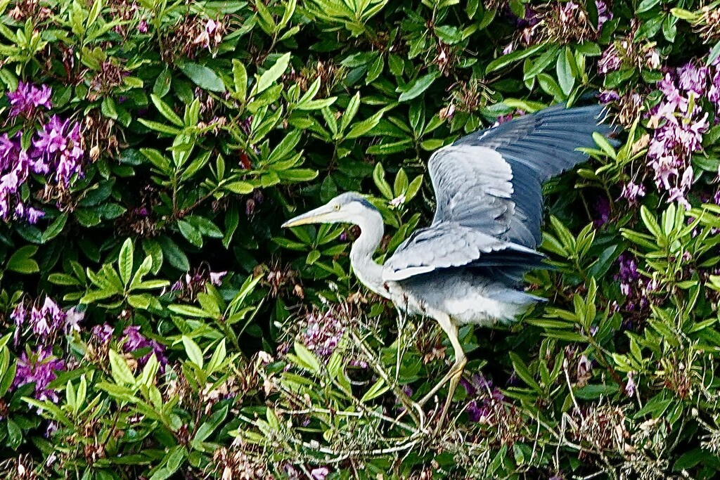 Hartsholme Heron by carole_sandford