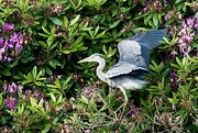 10th Jun 2025 - Hartsholme Heron