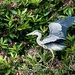 Hartsholme Heron