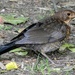 Blackbird