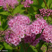 Pink Spirea