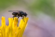 10th Jun 2025 - Fly