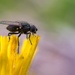 Fly