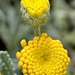 Burst of Gold 