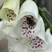 Foxglove and Bee