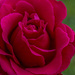 The Last Rose