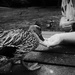 Hand fed