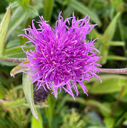 10th Jun 2025 - Knapweed