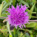 Knapweed