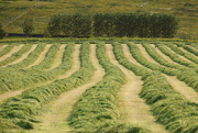 10th Jun 2025 - First Cut