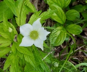 10th Jun 2025 - Anemones