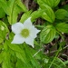 Anemones