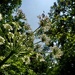 Cow parsnip
