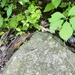Chipmunk