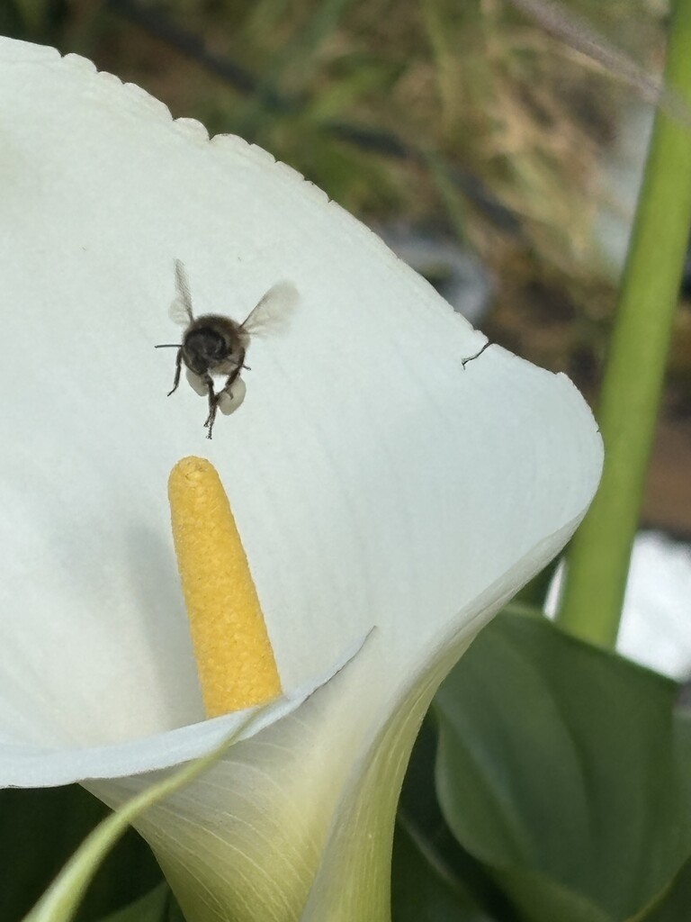 Honey bee on lily by alliw