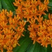 Butterfly Milkweed