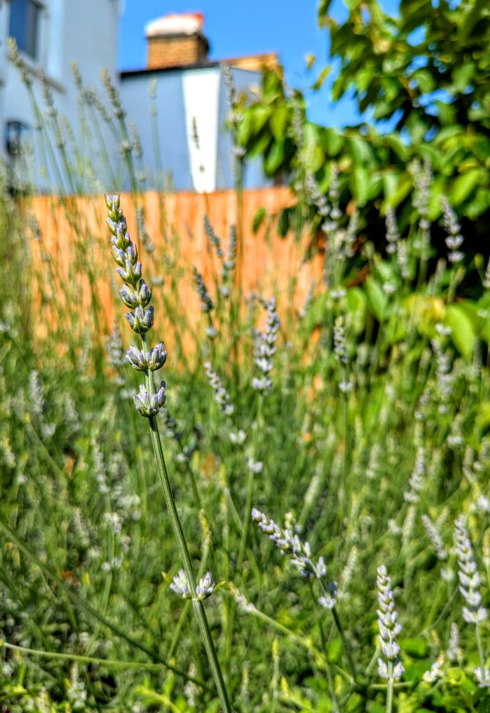 Lavender on the way  by boxplayer