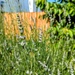 Lavender on the way 