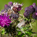 Scottish Thistle