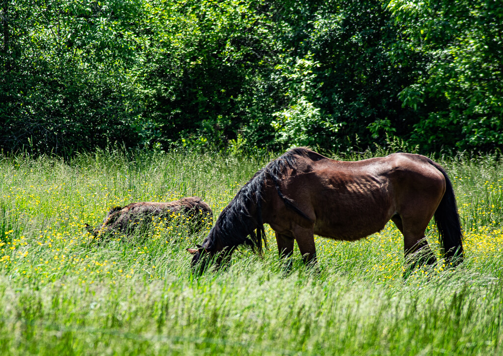 Buddies by darchibald