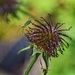 Aphid/Avens