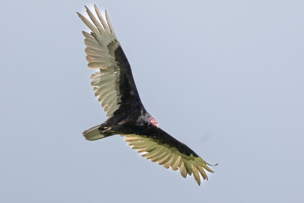 Turkey Vulture by corinnec