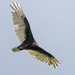 Turkey Vulture