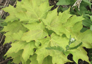 6th Jun 2025 - Maple