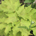 Maple