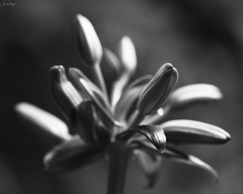 Black and White Budding Lily by jgpittenger
