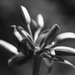 Black and White Budding Lily