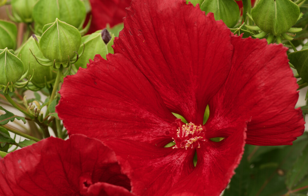 Swamp rose mallow  by eudora