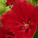 Swamp rose mallow 
