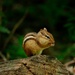 Woodland Friend