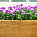 i fancy me some pansy