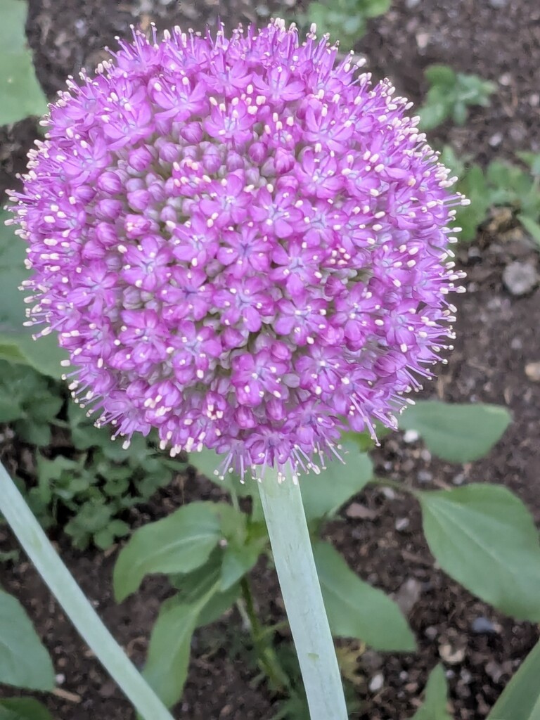 Allium Day 11 by wakuwaku