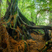 Heart of the Ancients